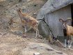 Стая бродячих собак загрызла 15 обитателей зоопарка