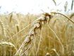 В этом году Закарпатье полностью обеспечит себя зерном