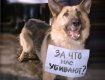 Ужгородский горисполком - Нет собаки - нет ....проблемы