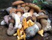 В Закарпатье аномальный урожай грибов