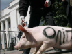 Театральная акция протеста свиней около Верховной Рады
