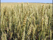 Три страны могут контролировать до 25% мирового зернового рынка