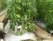 На Изянском тепличном комбинате собирают с гектара 400 т помидоров