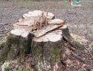 На Закарпатье вырублено и присвоено более 2500 кубометров лесодеревины