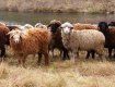 В Раховском районе будет музей овцеводства