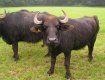 В Украине осталось не более девяносто буйволов