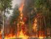 На Закарпатье ожидается высокая и чрезвычайная пожарная опасность