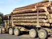 Водитель Ужгорода перевозил шесть кубических метров дров