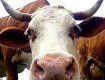 В ДТП пострадали корова и ее хозяйка-пенсионерка