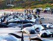 Более 80 китов выбросились на западное побережье Австралии