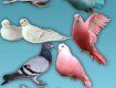 На выставке в Ужгороде было представлено около 360 голубей 53 пород
