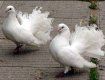 На виставці в Ужгороді було представлено близько 360 голубів 53 порід