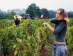 Виноградари собирают урожай