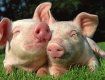 В Украину запретили ввозить свиней из России