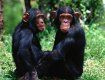 В Европе запретят медицинские опыты над шимпанзе, гориллами, орангутангами.