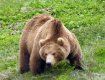 На Прикарпатье раненный медведь разорвал браконьера