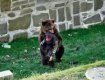 В зоопарке Берна произошел неравный бой медведя и человека