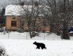 Медведь, которому от одного до двух лет, скорее всего, попал в Польшу с Украины