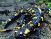 На Закарпатье новый вид туризма - саламандровый