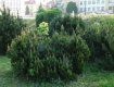 сосна горная (Pinus mugo) НА ПЛ.Народная в Ужгороде