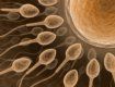 Ученые искусственно вырастили сперматозоиды и яйцеклетки