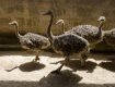 Контрабандных страусят везли в Свердловск