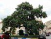 В Ужгороде растет старейшее адамово дерево в Украине