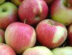 На яблуках заробляють заготівельники і даішники