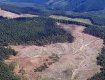 Правительство Украины собирается "продать" Карпатские леса