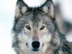 На Закарпатті вовки загризли на випасі 5 телиць та 3 лошат