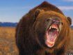 В Японии медведь напал на туристов