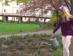 В Ужгородском замке студенты УжНУ высадили 50 кустов лаванды
