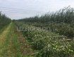 Непогода уничтожила яблочные сады возле Ужгорода