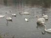 В Ужгороде домашняя утка прибилась к стае диких лебедей