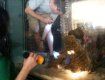 Женщина-водитель протаранила огромный аквариум
