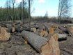 Размер ущерба, причиненного лесным ресурсам, составил 66,294 тыс. грн.