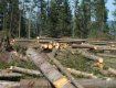 Розмір шкоди, завданої лісовим ресурсам, склав 66,294 тис. грн.