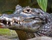 В Австралии крокодила Игоря выгнали с фермы за убийство самок