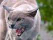 Бешеная кошка в Турице покусала двух людей