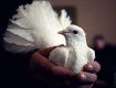 Выставка-ярмарка голубей в Мукачево