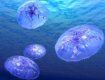 Медузы нападают на человека в Черном море