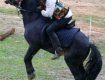 ІІІ-му конкурс коней гуцульської породи проводився 18-21 вересня на Закарпатті.