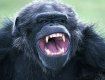 Самец шимпанзе пытался изнасиловать работницу Ростовского зоопарка