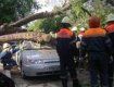 МЧС освобождает авто от упавшего дерева