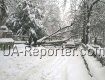 В центре Ужгорода дерево упало на "Шкоду" туриста из Венгрии