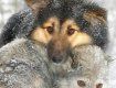 В Швеции объявлена охота на диких волков