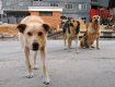 В Ужгороде пересчитает всех собак и подумают, что с ними делать