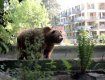 В отличие от жителей Словакии, медведи за свою безопасность не боятся