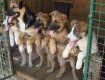 В Ужгороде готов проект будущего приюта для бездомных собак