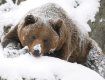 Найгірше переживають холодну зиму білки, борсуки та ведмеді